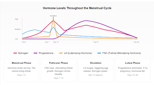 an image of hormone levels throughout menstrual cycle